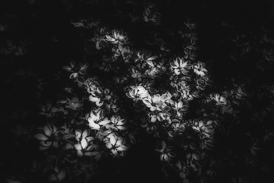 blooming flowers background in black and white by Timmy333