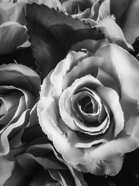 blooming rose texture background in black and white by Timmy333