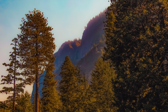 mountain and pine tree view at Yosemite national park California USA by Timmy333