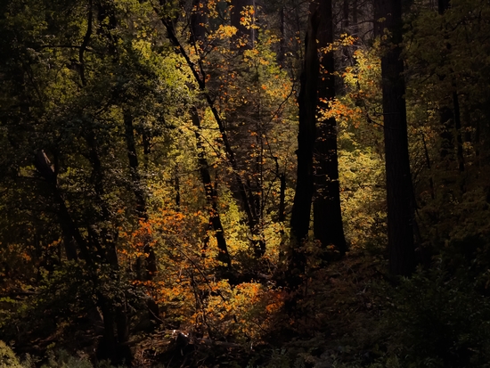 Autumn tree in the forest at Yosemite national park California USA by Timmy333