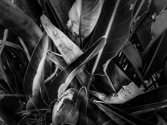 bird of paradise leaves texture in black and white by Timmy333