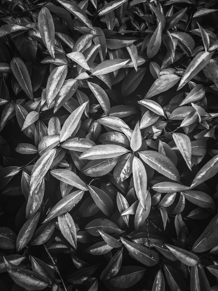 leaves texture background in black and white by Timmy333