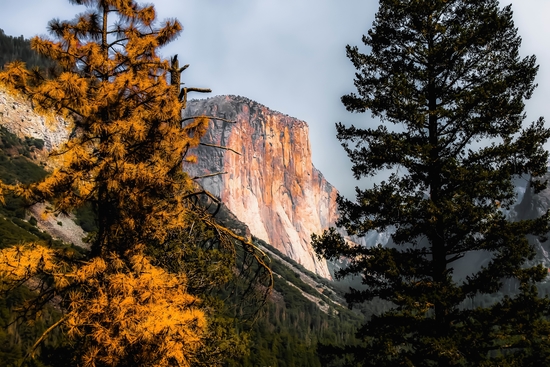 Mountains with autumn tree Yosemite national park, California, USA by Timmy333