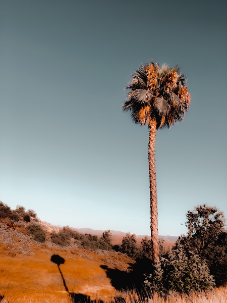 isolated palm tree with blue sky background by Timmy333