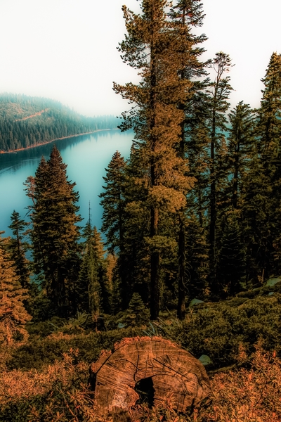 Pine tree with lake scenic at Emerald Bay Lake Tahoe California USA by Timmy333