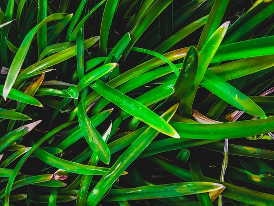 closeup green leaves texture background by Timmy333