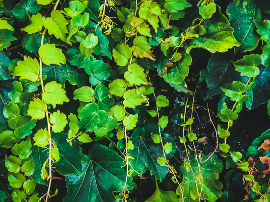 closeup green ivy leaves garden texture background by Timmy333