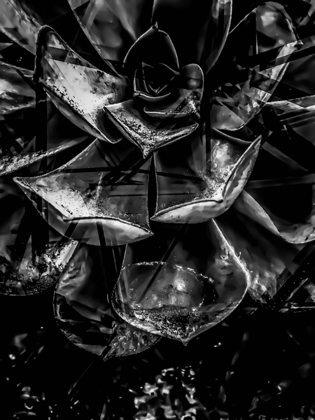 closeup succulent plant texture in black and white by Timmy333