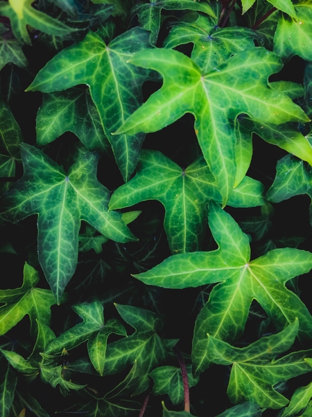 green ivy leaves garden background by Timmy333