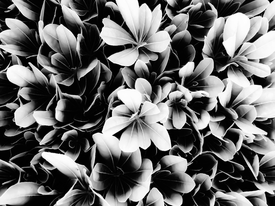 closeup succulent leaves texture in black and white by Timmy333