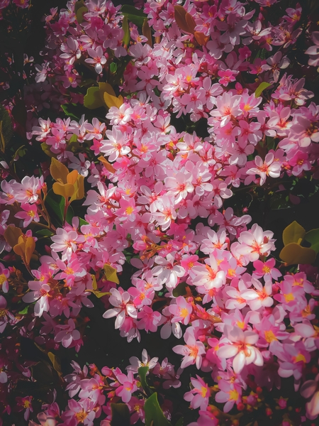 closeup blooming pink flowers abstract background by Timmy333