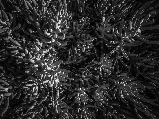 closeup succulent plant garden texture in black and white by Timmy333