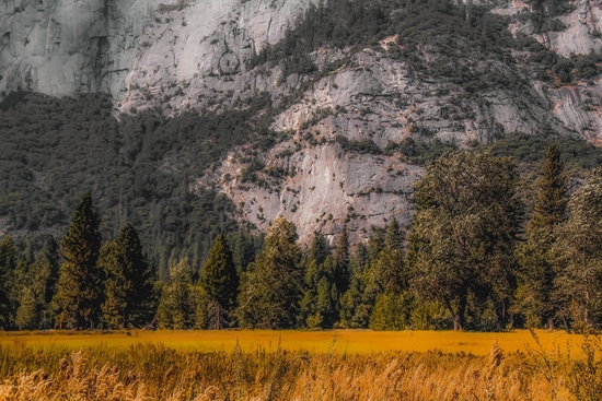 green tree with mountain background at Yosemite national park California USA by Timmy333