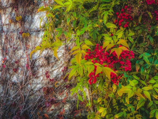 red seed plant with green leaves and cement wall background by Timmy333