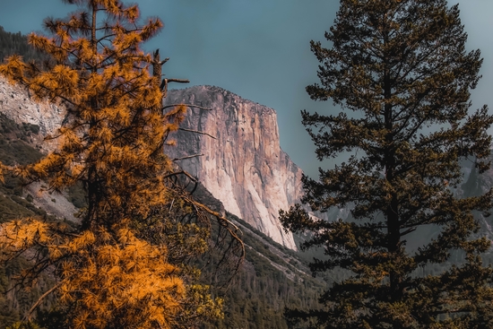 Autumn tree with mountain view at Yosemite national park California USA by Timmy333