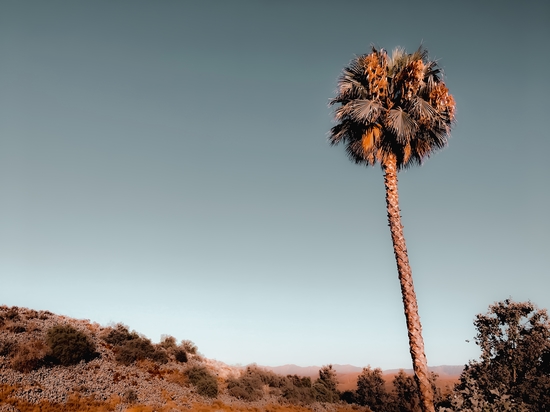 isolated palm tree with mountain and blue sky background by Timmy333