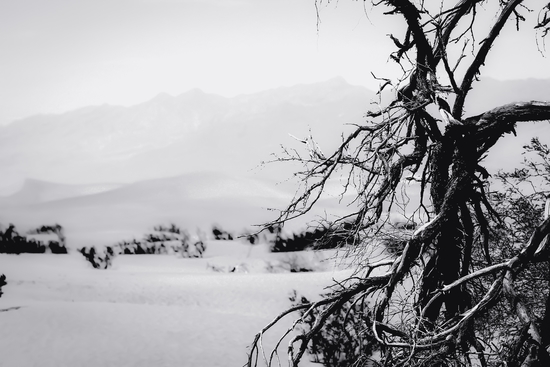 desert at Death Valley national park California in black and white by Timmy333