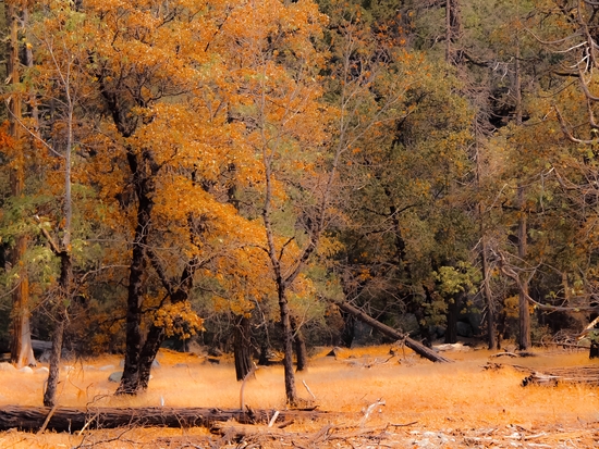 Autumn tree at Yosemite national park California USA by Timmy333