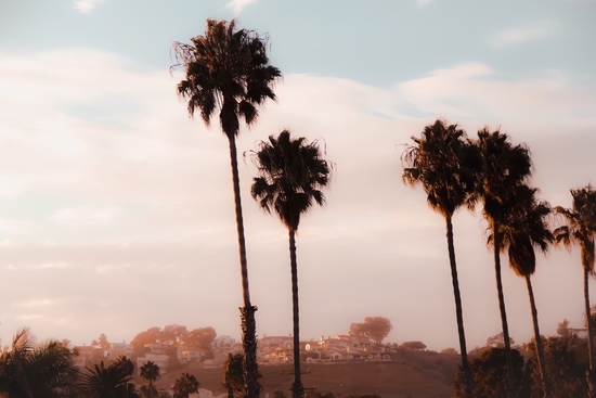 Palm tree with blue cloudy sunset sky at Shoreline Santa Barbara California USA by Timmy333