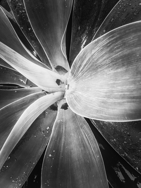 succulent leaves texture in black and white by Timmy333