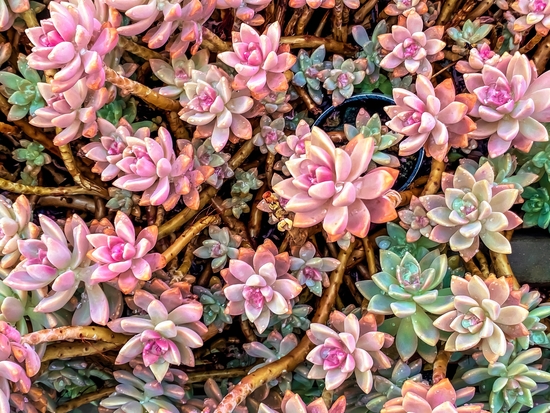 green and pink succulent plant garden texture by Timmy333