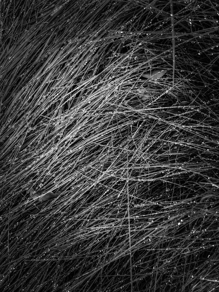 grass texture in black and white by Timmy333