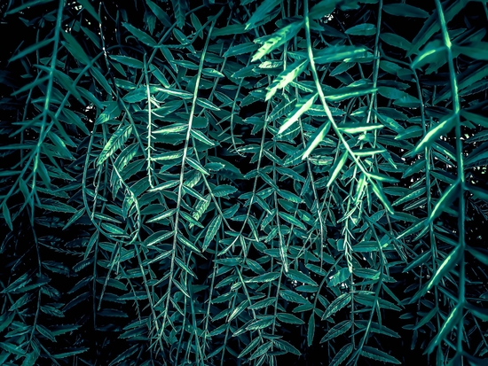 green leaf texture abstract background by Timmy333