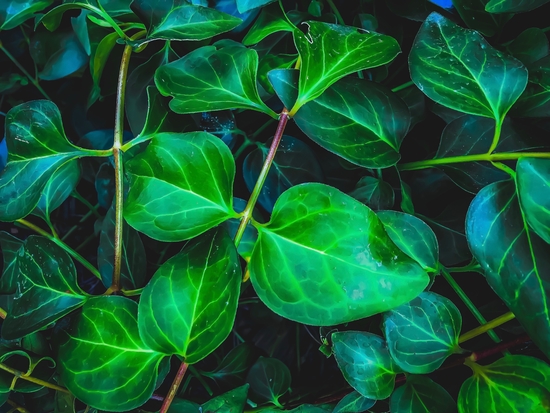 green ivy leaves plant closeup texture background by Timmy333