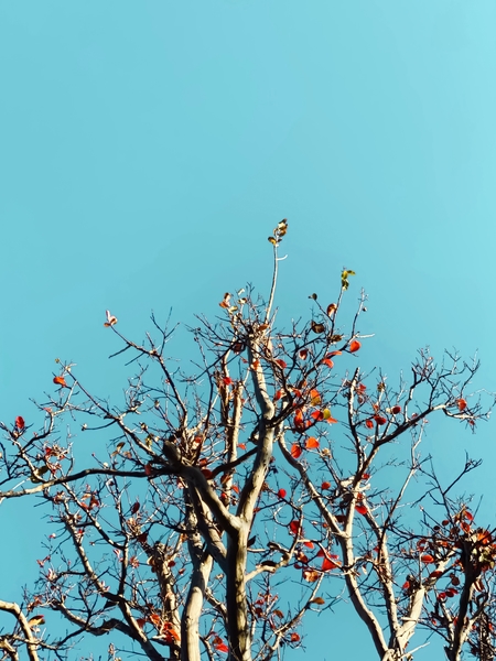 Tree branch and orange autumn leaves with blue sky by Timmy333