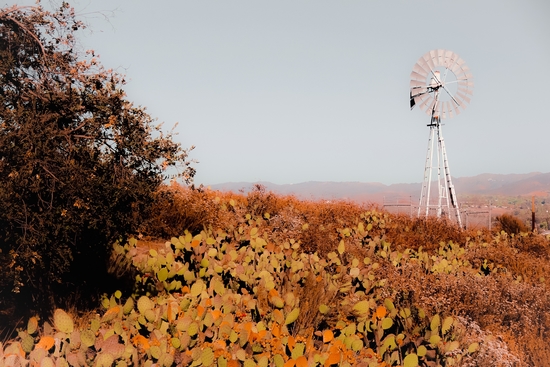 windmill and green cactus garden with mountain view and blue sky background by Timmy333