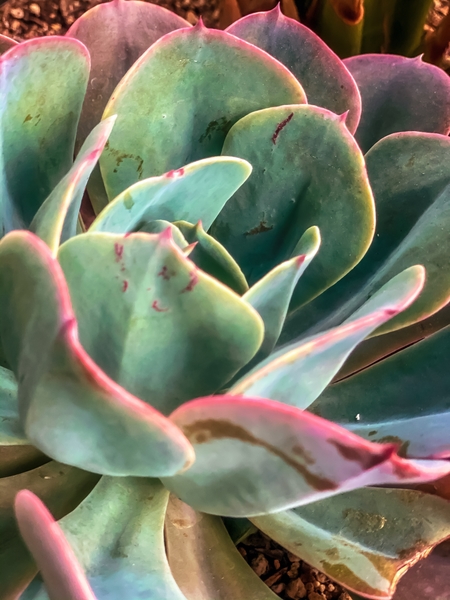 closeup green and pink succulent plant by Timmy333