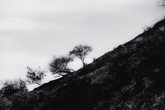 tree on the mountain at California USA in black and white by Timmy333