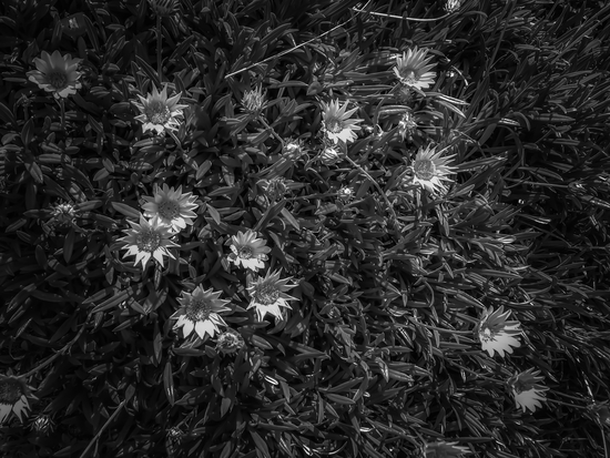 closeup blooming flowers field in black and white by Timmy333