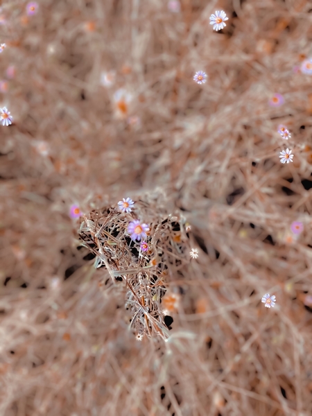 blooming pink and white flowers with dry grass background by Timmy333