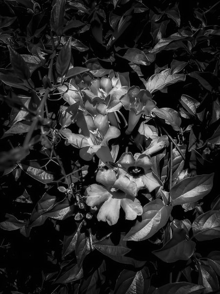 closeup blooming flowers texture in black and white by Timmy333