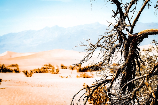 Tree branch with sand desert and mountain view at Death Valley national park California USA by Timmy333