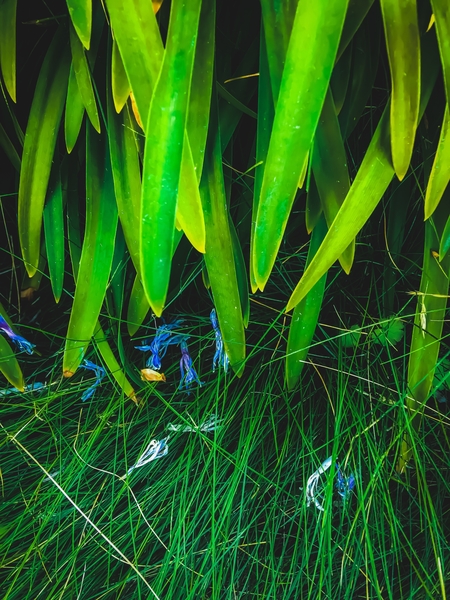 closeup green leaves plant with green grass by Timmy333