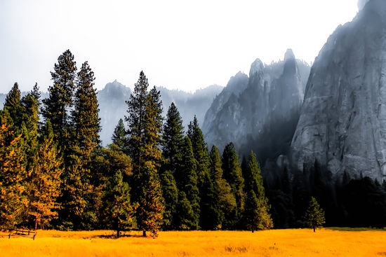 pine tree with mountains background at Yosemite national park, California, USA by Timmy333