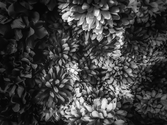 blooming flowers abstract background in black and white by Timmy333