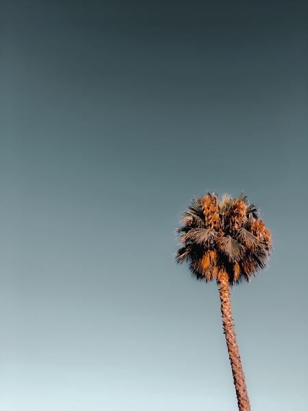 Isolated palm tree in summer with blue sky by Timmy333