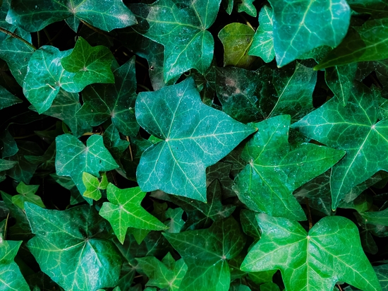 Closeup green ivy leaves garden background by Timmy333