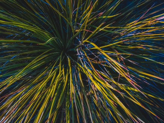 closeup green spiky plant texture abstract background by Timmy333