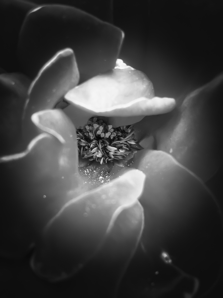 blooming rose with pollen in black and white by Timmy333