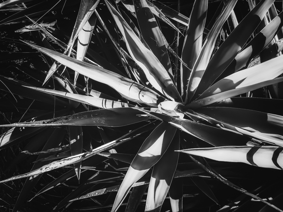 leaves texture abstract background in black and white by Timmy333