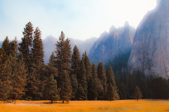 pine tree with mountain background at Yosemite national park California USA by Timmy333
