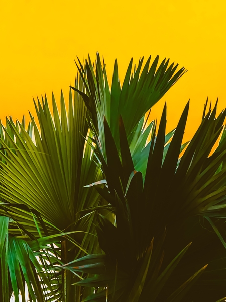 Closeup green tropical palm leaves with yellow background by Timmy333