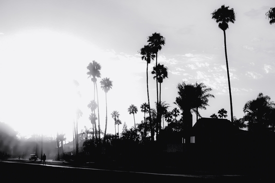 palm tree with sunset sky in California in black and white by Timmy333