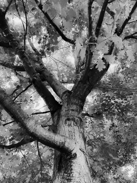 closeup big tree branches in black and white by Timmy333