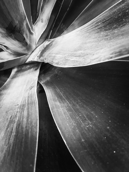 closeup succulent plant texture in black and white by Timmy333