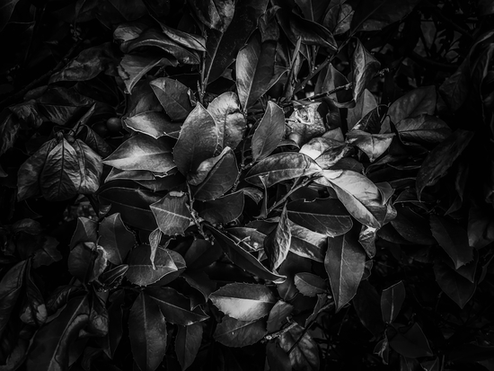 closeup leaves texture background in black and white by Timmy333